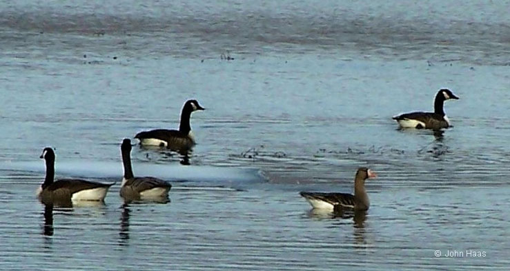 Greater White-fronted Goose (with Canadas) © John Haas