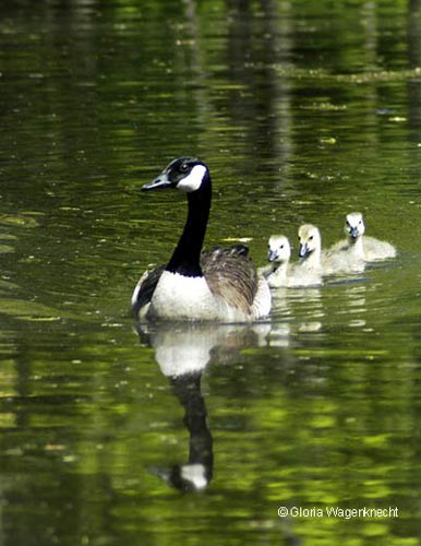 Canada Goose family 2008  © Gloria Wagenknecht