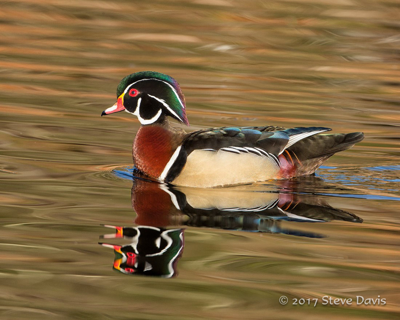 Wood Duck © Catskill Country Images (Steve Davis)