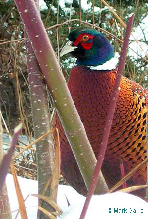 Ring-necked Pheasant 2008, © Mark Garro