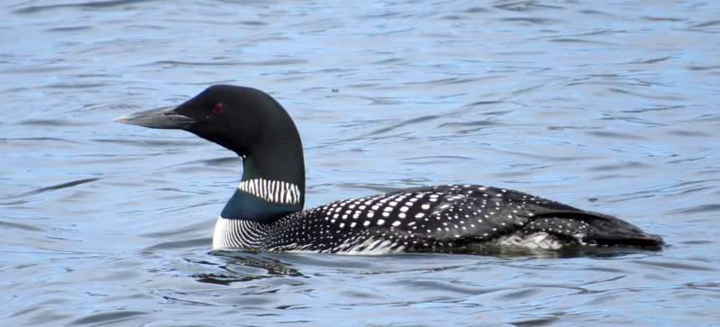 Common Loon  © Mary Collier