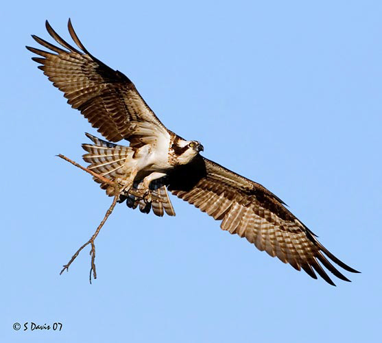 Osprey 2007  © Steve Davis