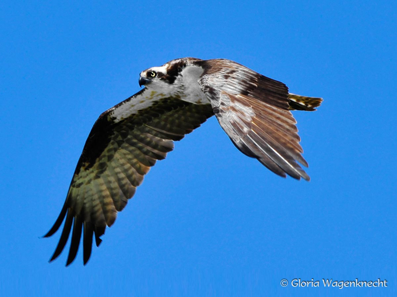 Osprey © Gloria Wagenknecht