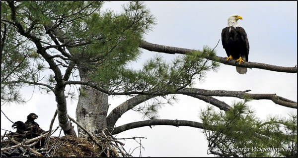 Bald Eagle at nest © Gloria Wagenknecht 2014