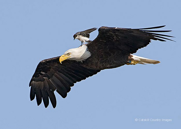 Eastern Kingbird and Bald Eagle (1) 2008  © Catskill Country Images (Steve Davis)