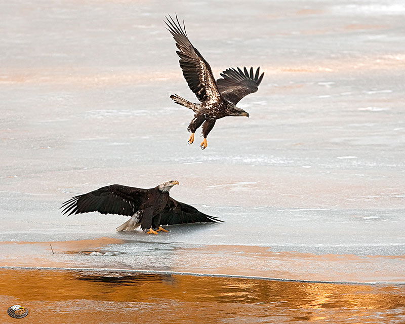 Bald Eagles  © Steve Davis