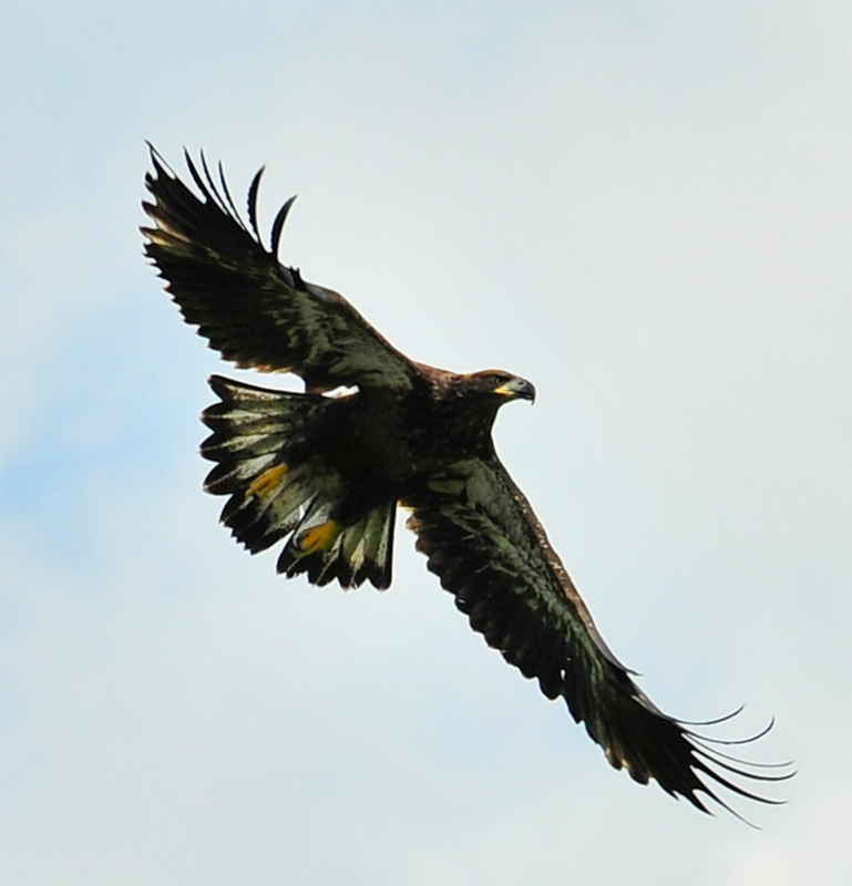 Bald Eagle (immature), photo © Gloria Wagenknecht