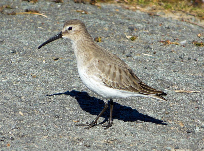 Dunlin at the Bashakill  © Scott Baldinger