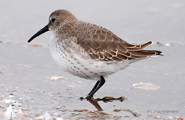 Dunlin  © Lance Verderame