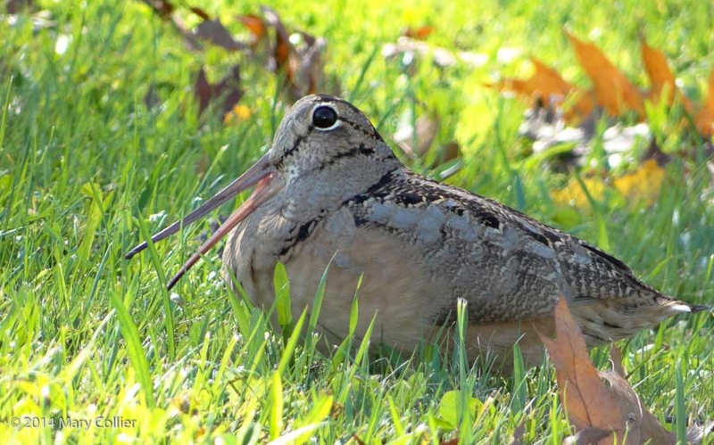American Woodcock. © Mary Collier 2014