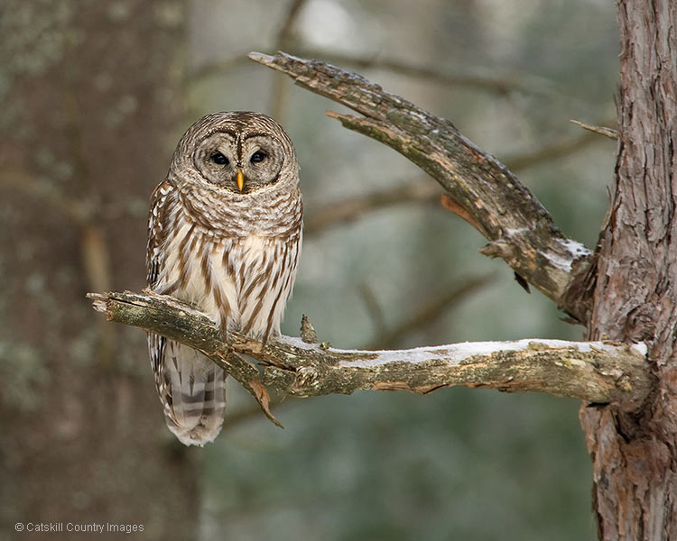 Barred Owl, photo  © 2010 Catskill Country Images (Steve Davis)