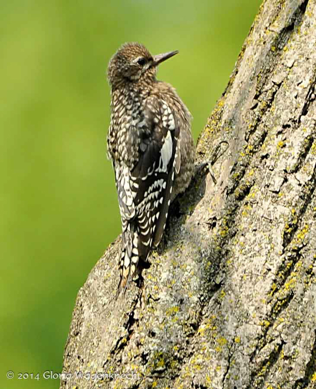 Yellow-bellied Sapsucker.  © 2014 Gloria Wagenknecht
