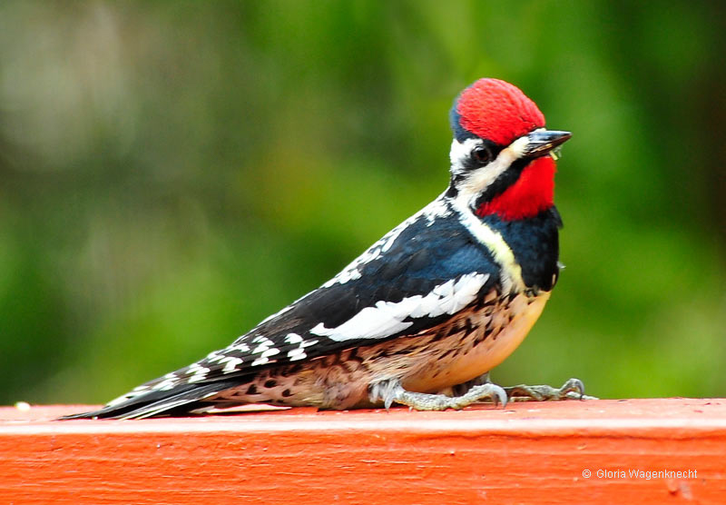 Yellow-bellied Sapsucker  © Gloria Wagenknecht