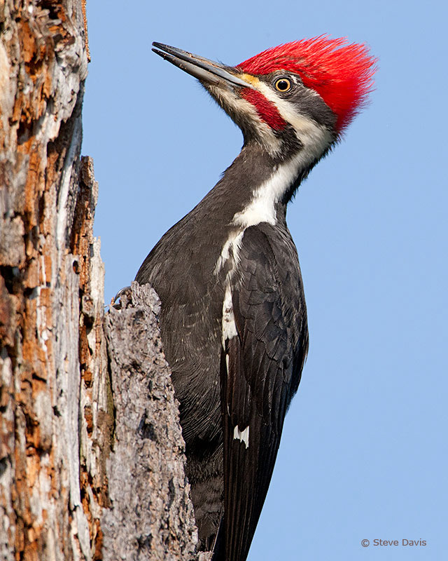 Pileated Woodpecker © 2011 Steve Davis