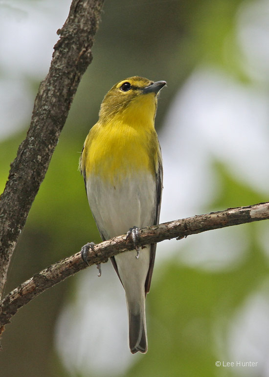 Yellow-throated Vireo © 2010 Lee Hunter