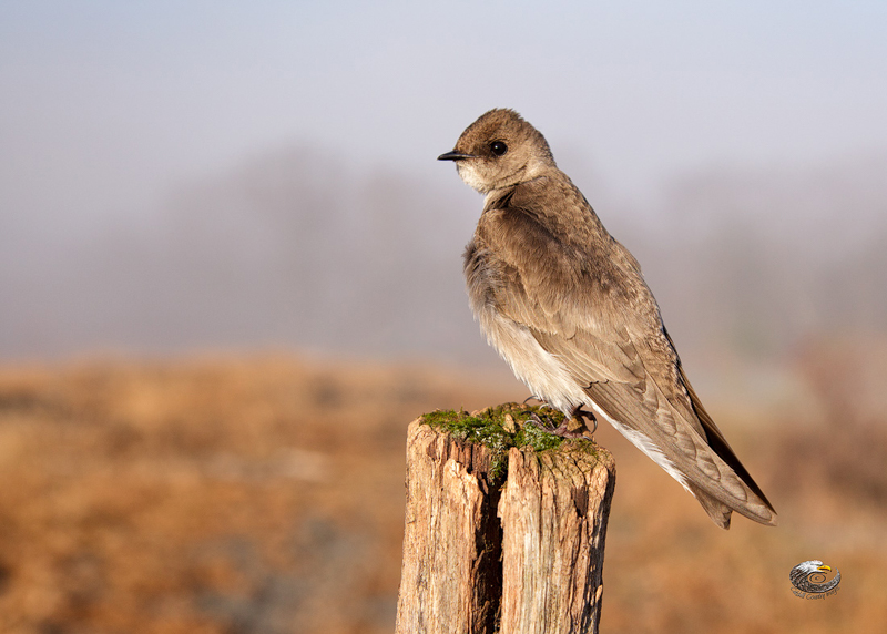 Northern Rough-winged Swallow  © Steve Davis