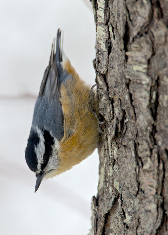 Red-breasted Nuthatch. © 2012 Lee Hunter