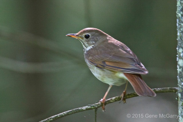 Hermit Thrush © Gene McGarry