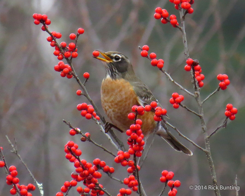 American Robin  © Rick Bunting