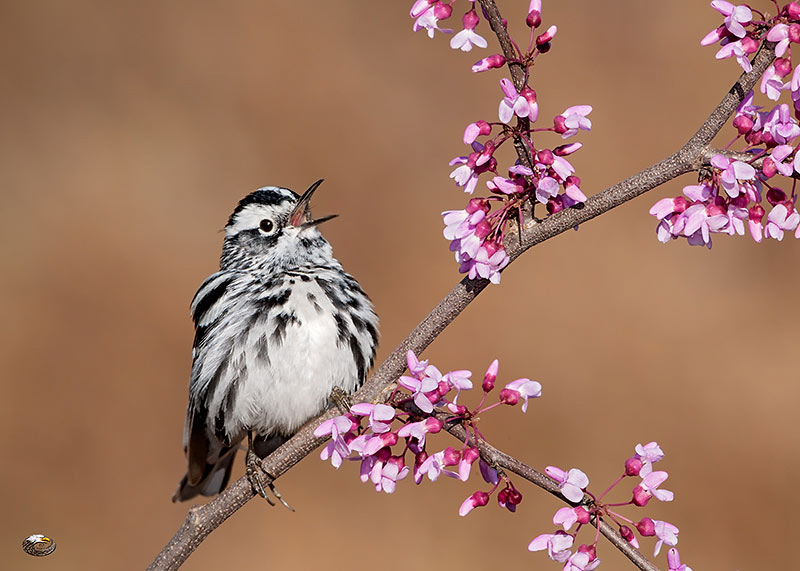 Black-and-white Warbler, photo  © 2012 Steve Davis