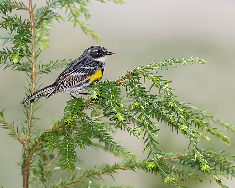 Yellow-rumped Warbler  © 2009 Steve Davis