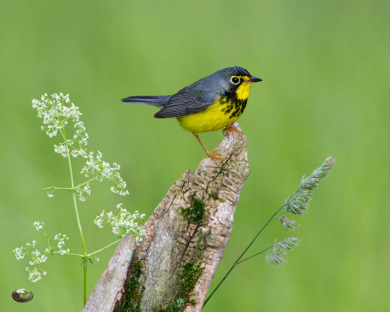 Canada Warbler  © 2013 Steve Davis
