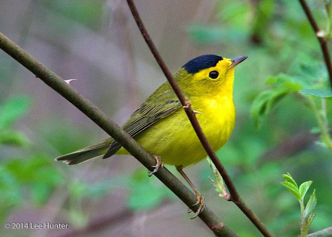 Wilson's Warbler   © Lee Hunter
