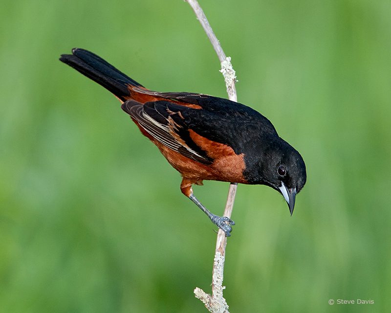 Orchard Oriole, photo © 2011 Steve Davis
