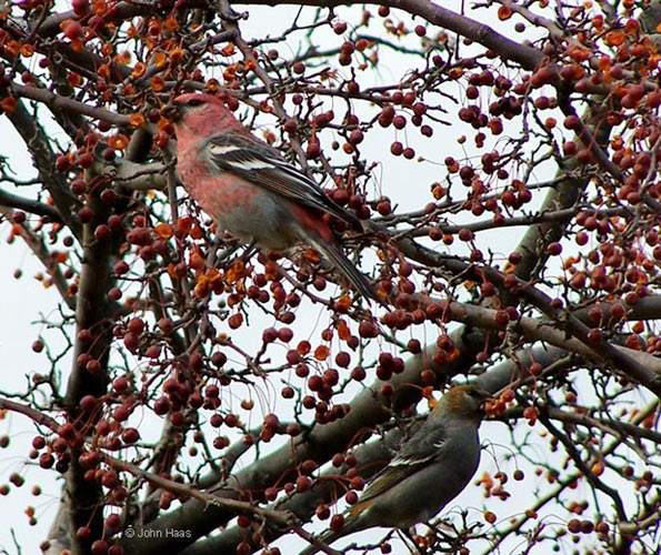 Pine Grosbeak pair   © 2008 John Haas