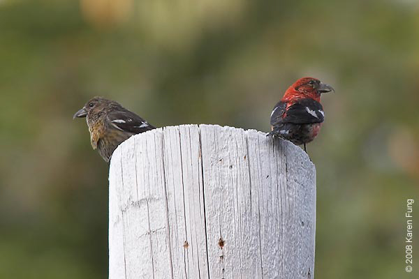 White-winged Crossbill pair, photo © 2008 Karen Fung