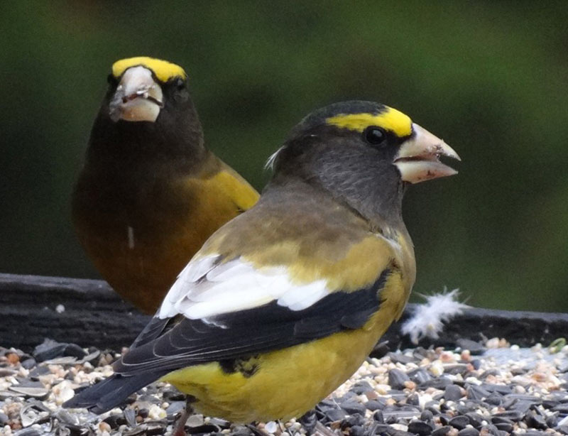 Evening Grosbeaks, photo © 2012 Rick Bunting