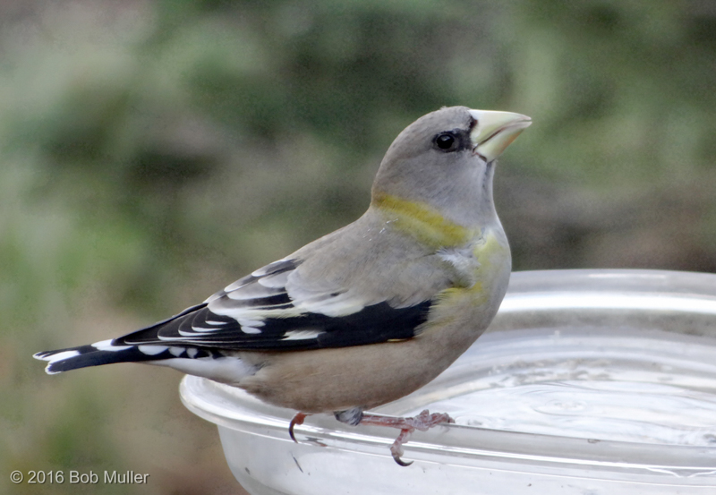 Evening Grosbeak   © Maura Muller