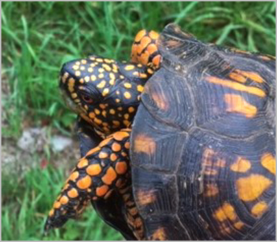 Box Turtle, photo © Valerie Freer