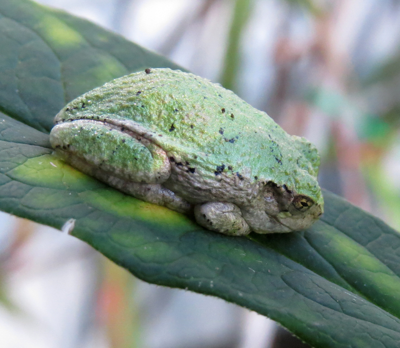 Tree Frog, photo © Mary Collier