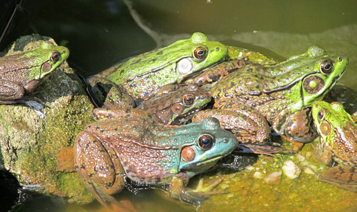Green Frogs (one with blue head) 2012, photo © Ruth McKeon