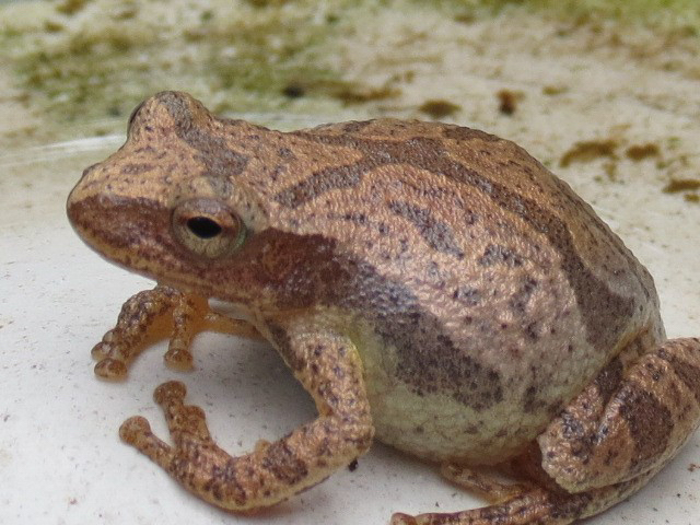 Spring Peeper, photo © Pat Cocot