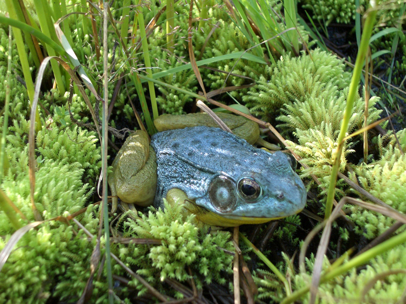 Green Frog (blue), photo © Kathy Scullion