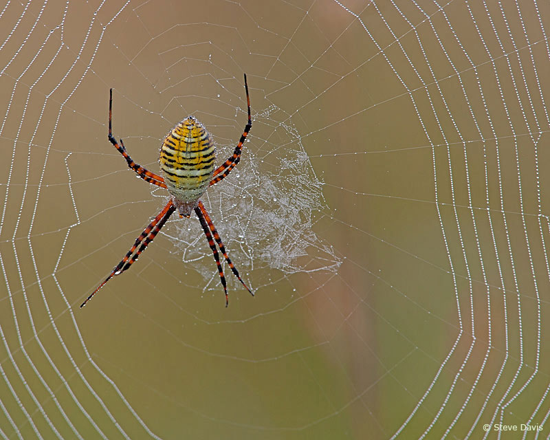 b0010_BandedArgiopeSpider_SteveDavis