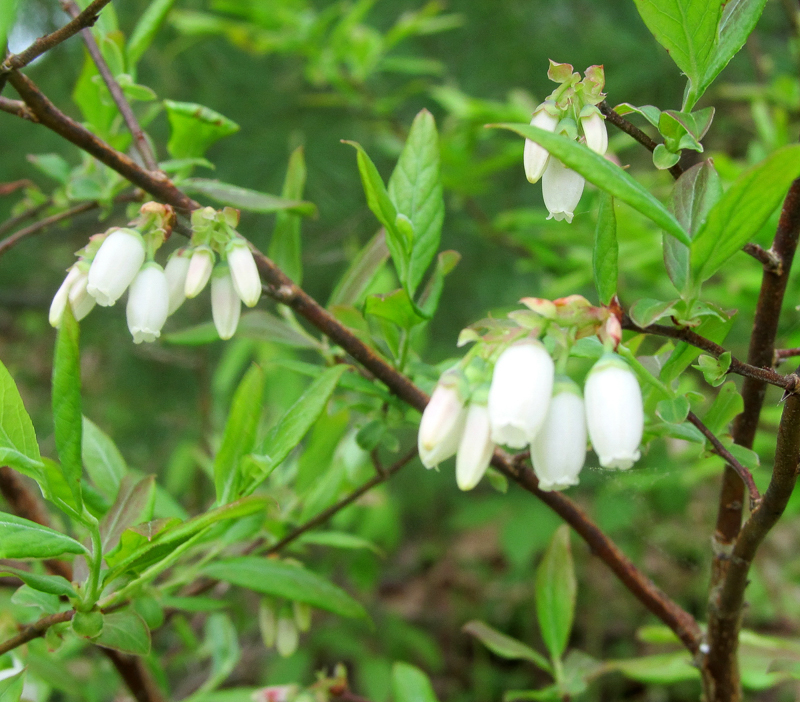 Blueberry, photo © Ruth McKeon